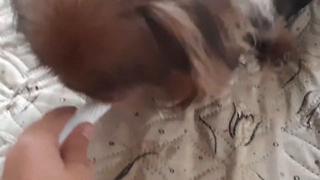 Любимая вещь Рея смотреть онлайн