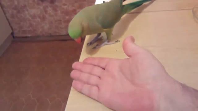 [ЯП]ЯшаПопугай 6 смотреть онлайн