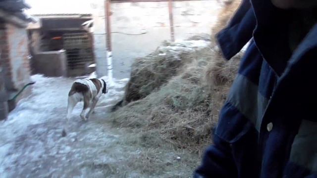 Как молодняк КРС переживает Сибирские морозы в лпх  Бажениты