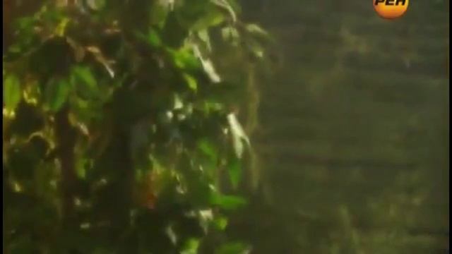 Эликсир молодости Молодильный эликсир Мёд Пчелиный воск Ароматерапия Фито чай и травы HQ смотреть онлайн