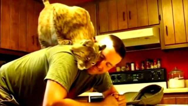 Мужчина спас от огня рысь и олененка, а теперь они живут у него дома, это надо видеть смотреть онлайн