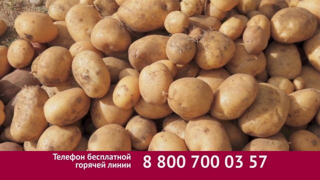 Табу от колорадского жука и проволочника смотреть онлайн