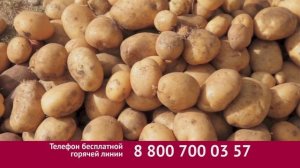 Табу от колорадского жука и проволочника