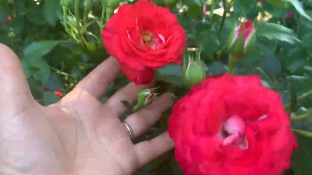 Троянди пізнього цвітіння: Шакєнборг,Плантен енд блюмен,Лемон Рококо,Папріка. смотреть онлайн