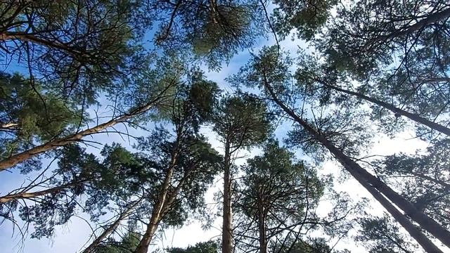 Парк отель Мечта. Отдых в Чернолучье. Прогулка по лесу. Бассейн. ForestHouse. ч. 2