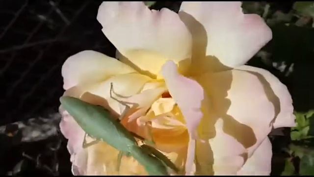 Видео от подписчика. Розы и самка богомола. смотреть онлайн
