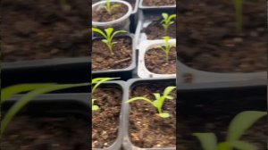 РЕАНИМАЦИЯ АЛИССУМА - РЕЗУЛЬТАТ УДИВИТ