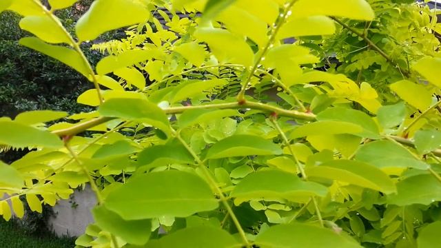 Robinia Pseudoacacia Frisia - Salcam Galben HD 08