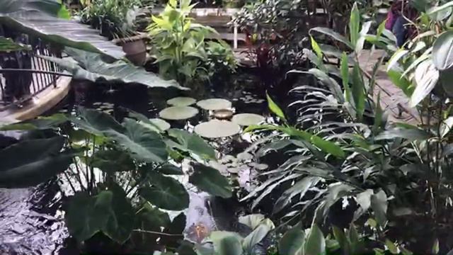 🌺 Golden Gate Park And Conservatory Of Flowers