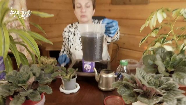 СПАСТИ ФИАЛКУ | Всё, что нужно для пышного цветения фиалок