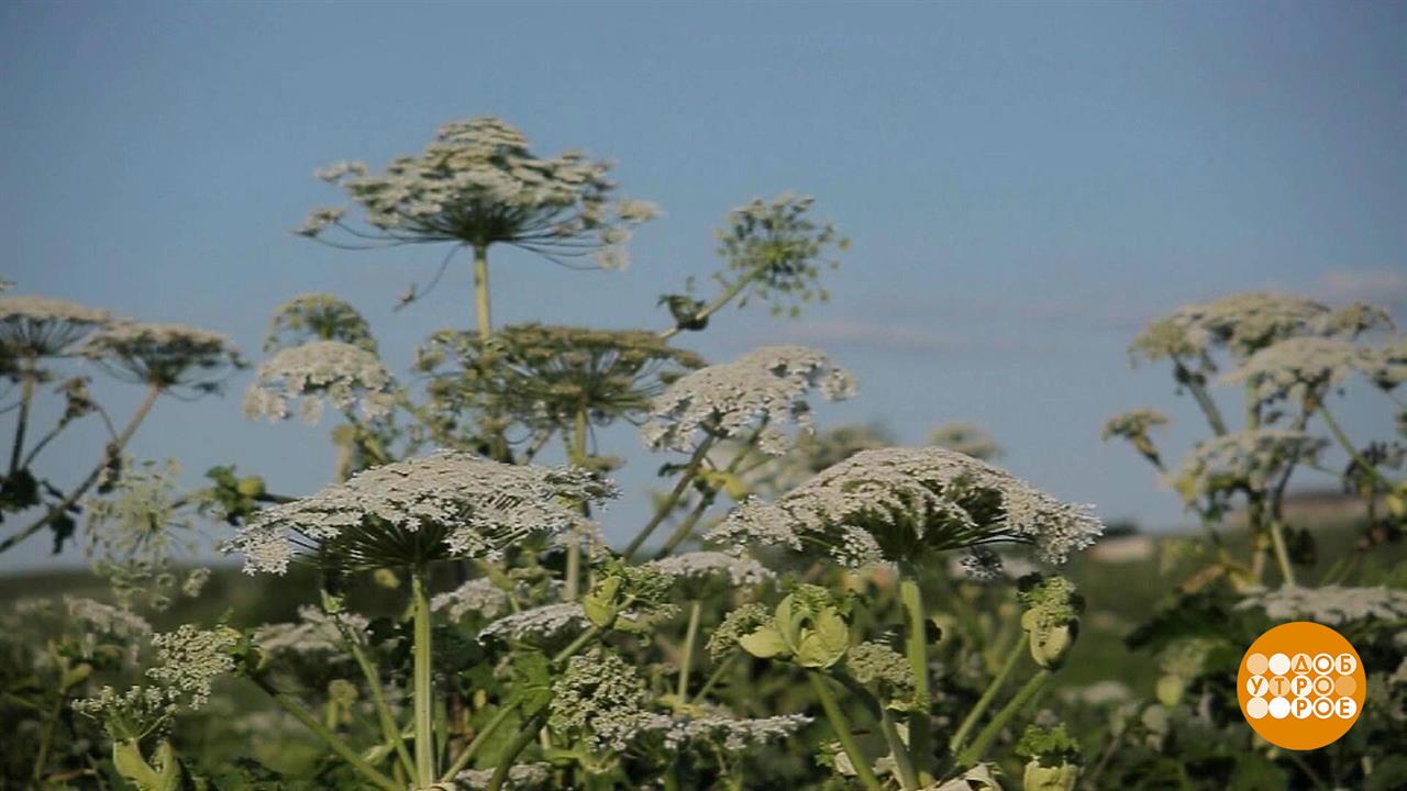 Как победить борщевик. Доброе утро. Фрагмент выпуска от 17.06.2022 смотреть онлайн