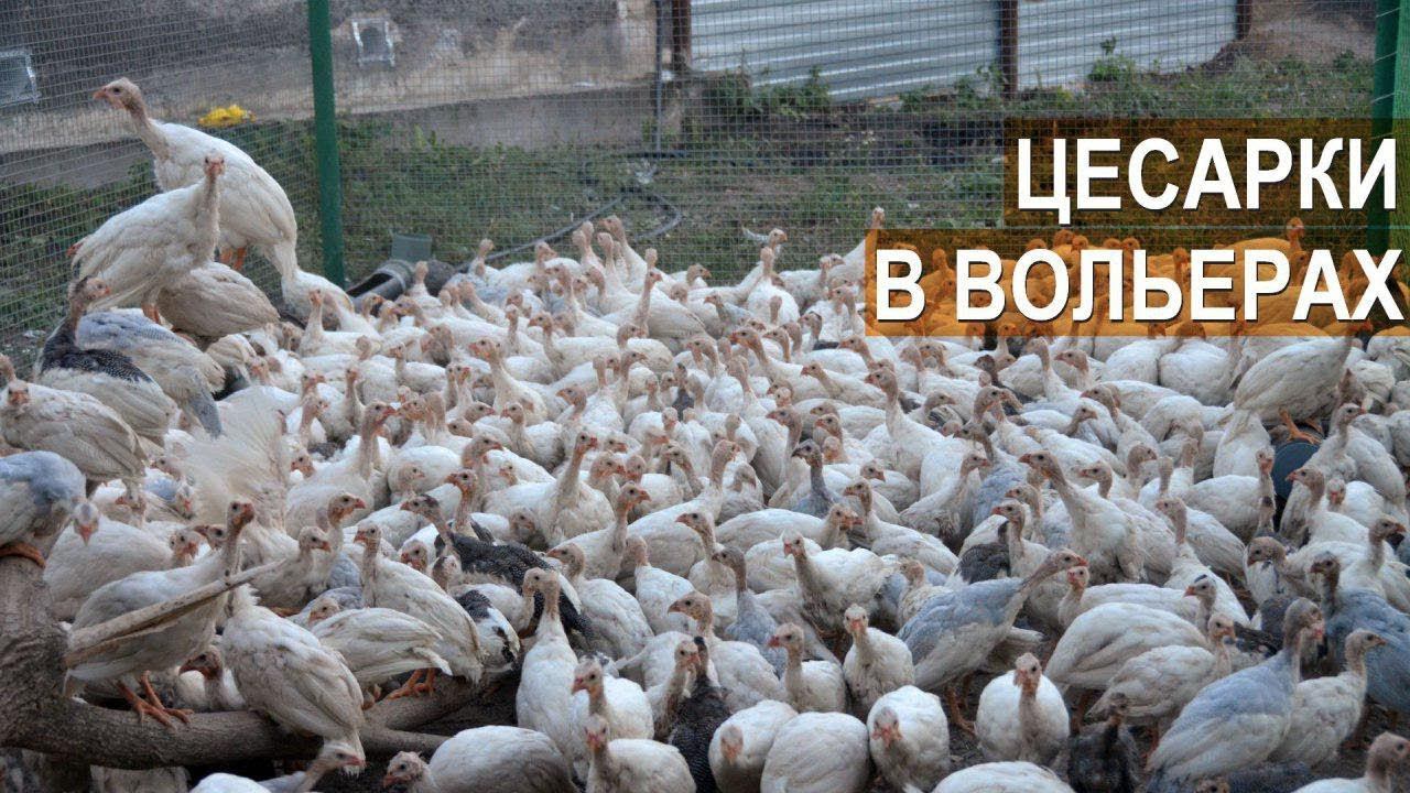 Содержание цесарок в вольерах. Ремонтный молодняк и цесарки на откорм. КФХ Кирилла Жданова. смотреть онлайн