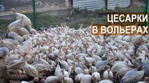 Содержание цесарок в вольерах. Ремонтный молодняк и цесарки на откорм. КФХ Кирилла Жданова.