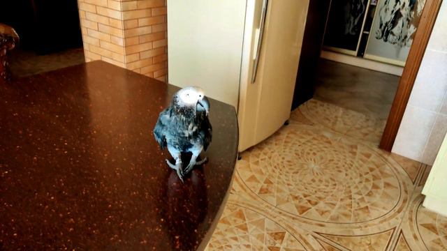 ✅ КАК ПЕТРУНЯ УЧИТСЯ ГОВОРИТЬ И ДРУГИЕ ЗАБАВНЫЕ МОМЕНТЫ 🔥🐦 ЖАКО ПЕТРУНЯ смотреть онлайн