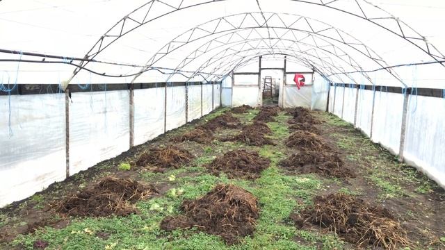 Навоз + теплица = супер урожай. Навоз под огурцы когда вносить ? смотреть онлайн