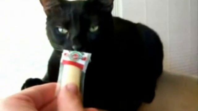 Кот сблеванул! смотреть онлайн