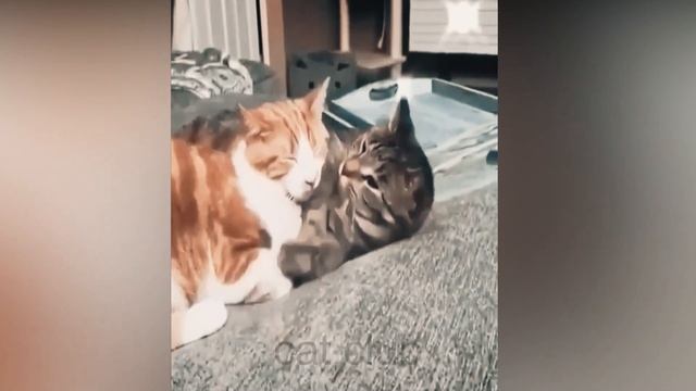 Most Romantic Cat Couple You'll Ever See 2021