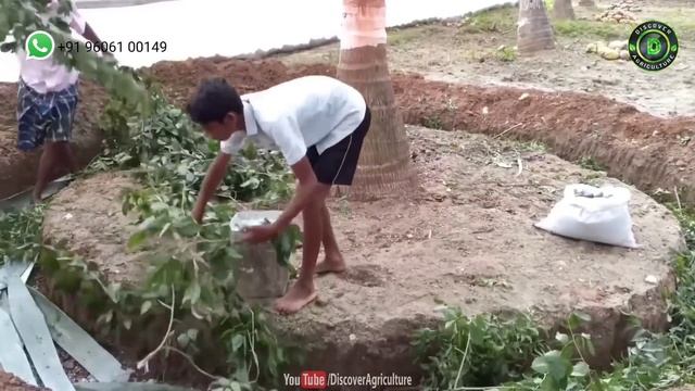 How to get more Yield from Coconut Tree | How to get rid of all Coconut Tree Diseases смотреть онлайн