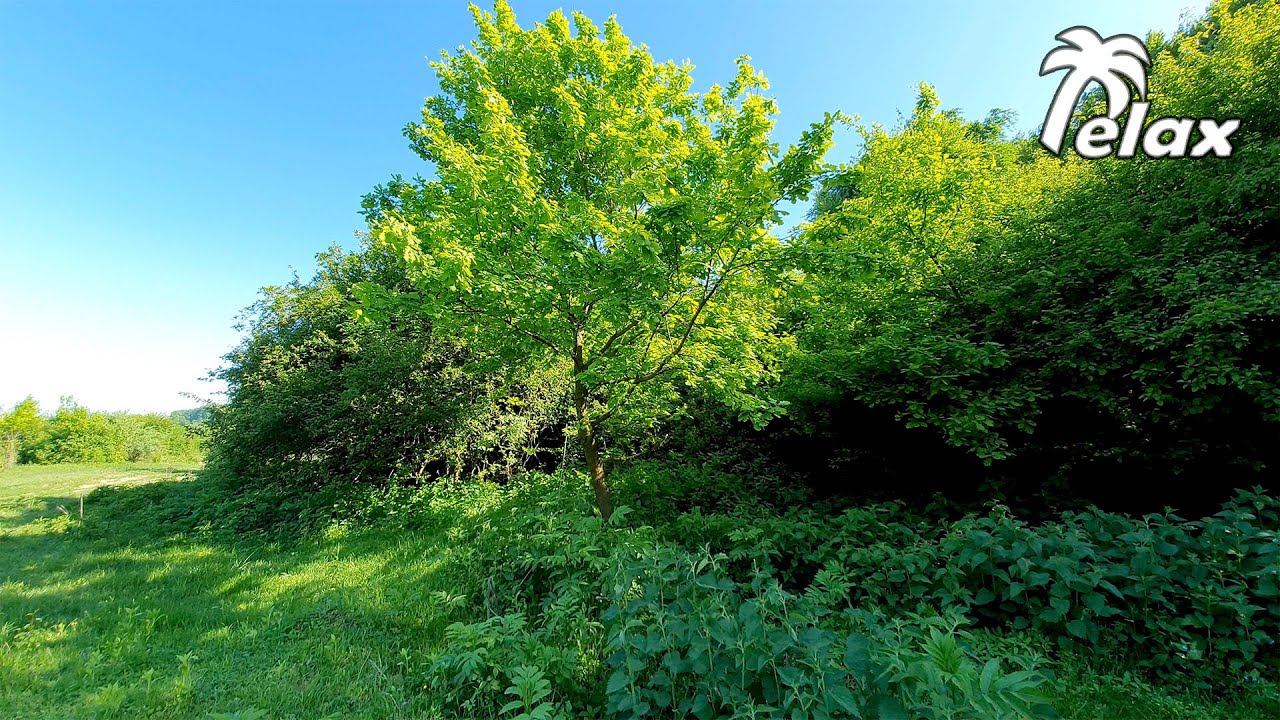 Spring landscapes and Gentle sounds of Spring Forest Nature смотреть онлайн