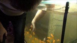 Золотые рыбки. Содержание.  Разведение.