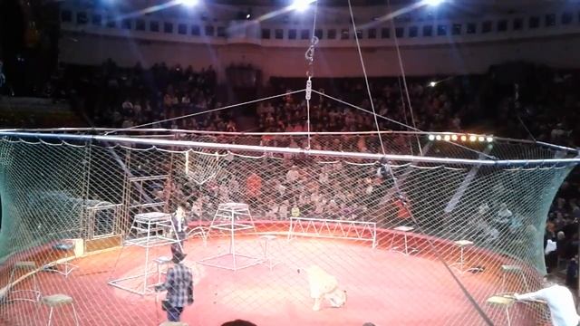 Тигры прыгают через огонь, а потом львица огрызается и нападает на дрессировщика смотреть онлайн