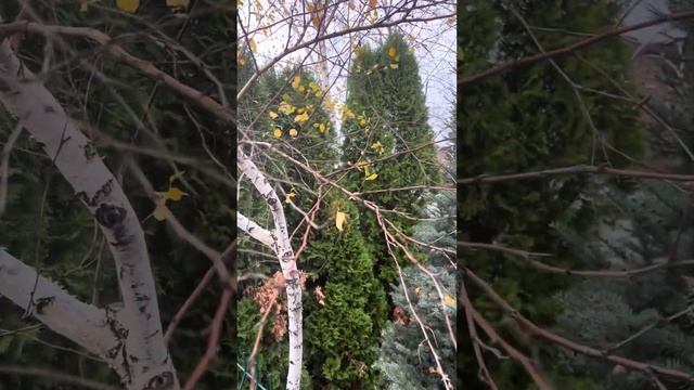 Становление Мага ! смотреть онлайн