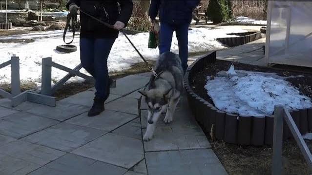 Вопрос-ответ: Почему тянет маламут и хаски. Выпуск 2.