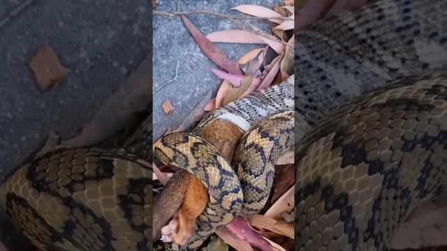Carpet Python Eats Large Possum! смотреть онлайн