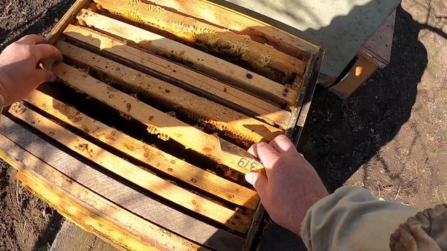 Почему пчела идет за заставную Пчеловодство смотреть онлайн