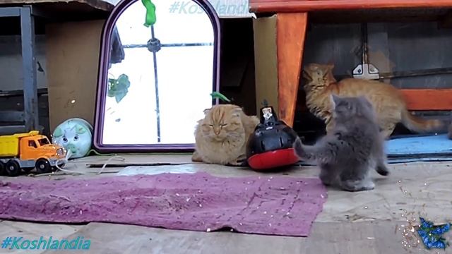 Веселые #котята Funny #kittens Koshlandia, Кошландия смотреть онлайн