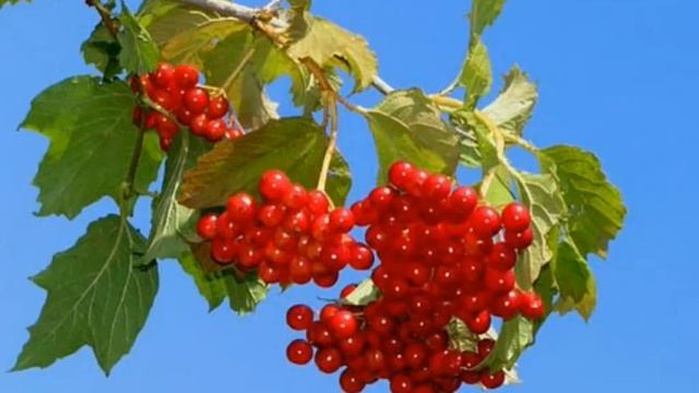 Баев Евг. Обр. мелодию В.Ушакова "Над рекой калина спелая" смотреть онлайн