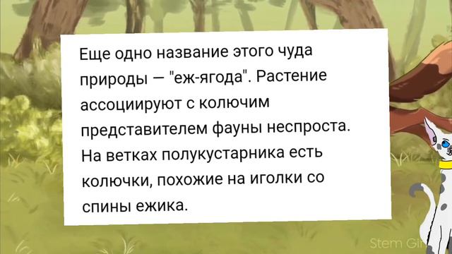 Почему Ежевичную Звезду так зовут. Коты воители. смотреть онлайн