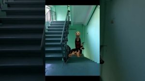 Вилдкравт страшилка «Ночь, лестница, шаги».   #страшилки_вилдкравт #страшилки #ночь #вилдкрафт