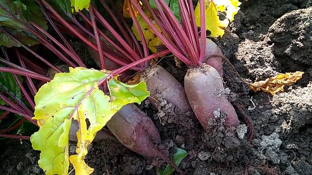 Урожай свеклы