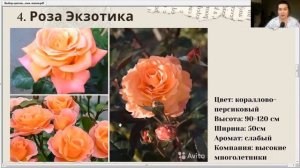 9 самых красивых и надежных роз для жаркого климата | Розы для юга