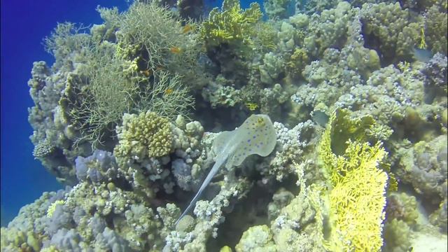 Coral Garden, Safaga, Ägypten