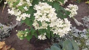 Сорта гортензий Граффити и Пастель Грин.