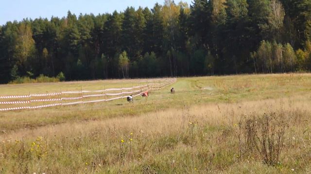 Уиппеты стандарт кобели 7-й забег смотреть онлайн