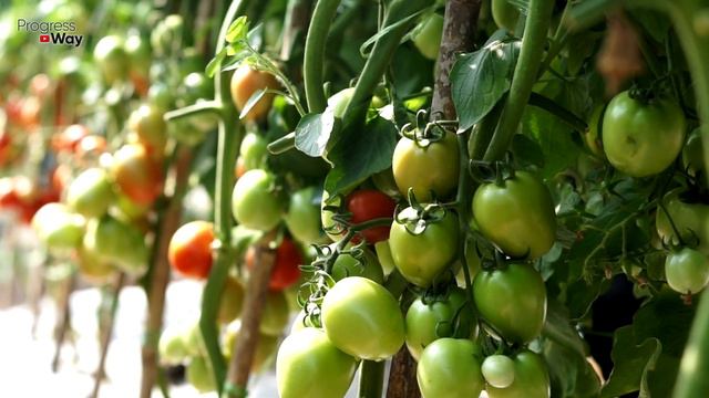 Июльская Подкормка Помидор Этим Даёт Отличные Результаты! смотреть онлайн