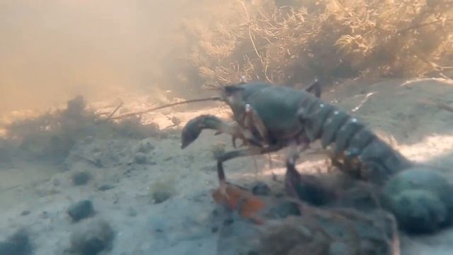 Новый телефон ( тест-драйф )(1) смотреть онлайн