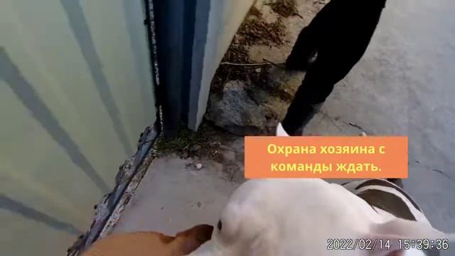 Охрана хозяина с команды ждать. #занятиенаохрану #дрессировкасобак #стафф #дрессировкасобаккремечуг смотреть онлайн