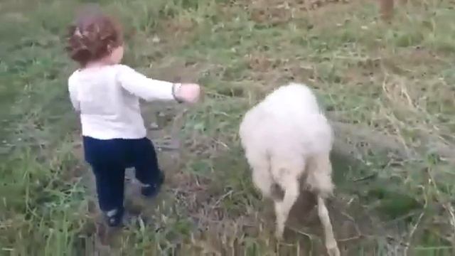 Барашек играет с мальчиком смотреть онлайн