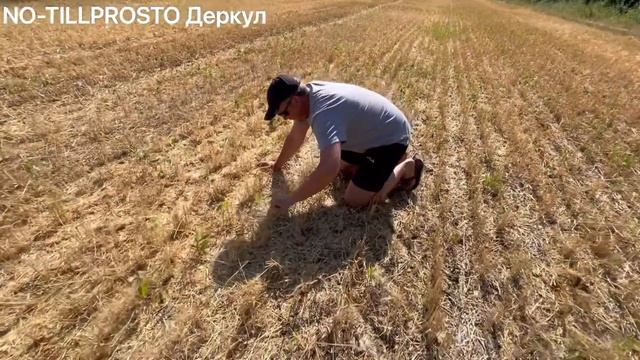 Десикация аммиачной селитрой. ПЕРВЫЙ ДЕНЬ УБОРКИ озимой пшеницы 2021 смотреть онлайн