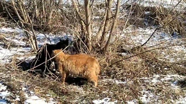 Коты в МАРТЕ смотреть онлайн