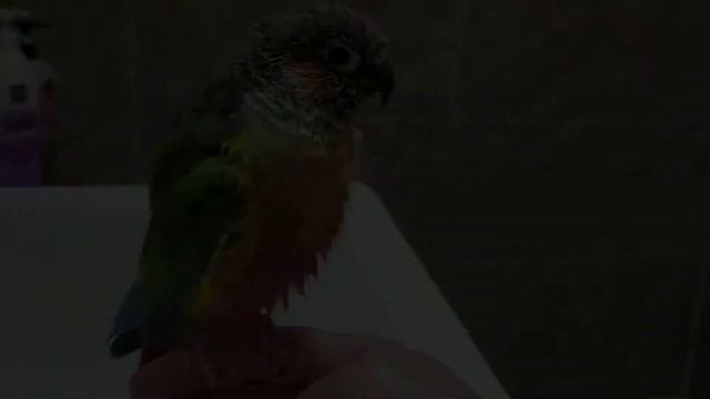 🦜반려동물 털목걸이 후기🦜 브이로그 | 마티스블루 | 영원히 기억할게 나의 털복숭이 | 텀블벅 펀딩 | 앵무새 옐로사이드코뉴어 깃털 목걸이💘 | 행복이