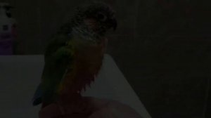 🦜반려동물 털목걸이 후기🦜 브이로그 | 마티스블루 | 영원히 기억할게 나의 털복숭이 | 텀블벅 펀딩 | 앵무새 옐로사이드코뉴어 깃털 목걸이💘 | 행복이