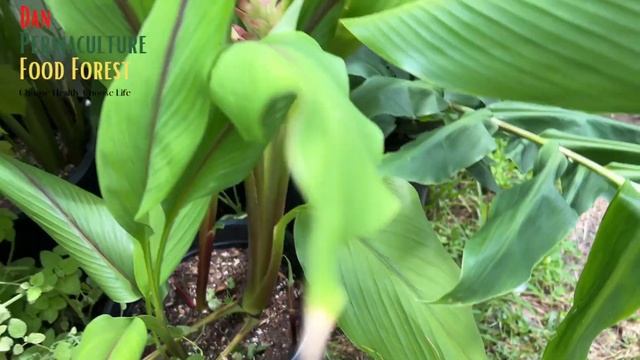 Green Turmeric Plant -Curcuma longa sp. смотреть онлайн