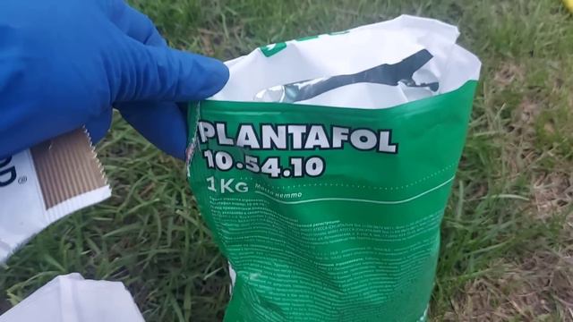 Сделайте это сейчас❗☝ Еще кормим черенки гортензии в сентябре.👌 04.09.23 смотреть онлайн