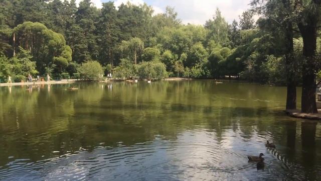 Красивое озеро с утками. Новосибирский зоопарк.Beautiful lake with ducks. Novosibirsk Zoo. смотреть онлайн