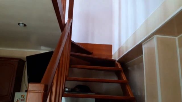 Хорёк Рикки бегает по лестнице. смотреть онлайн